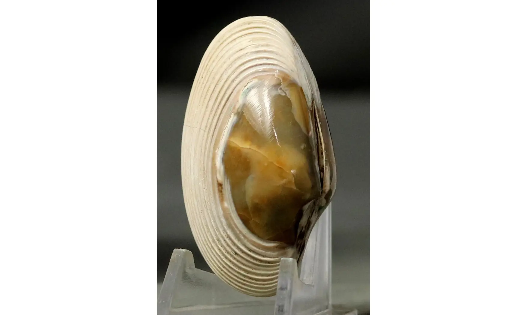 Corbula socialis