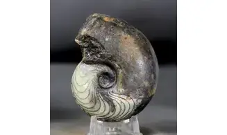 Manticoceras sinuosum