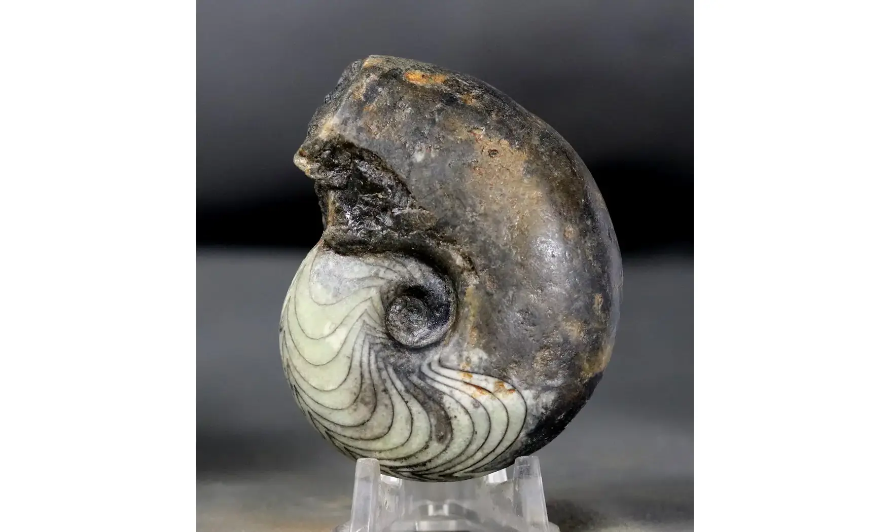 Manticoceras sinuosum