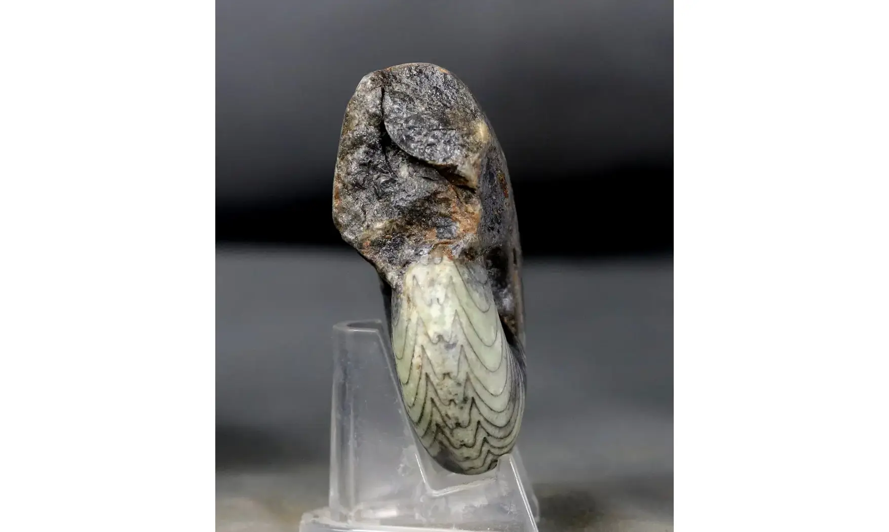 Manticoceras sinuosum