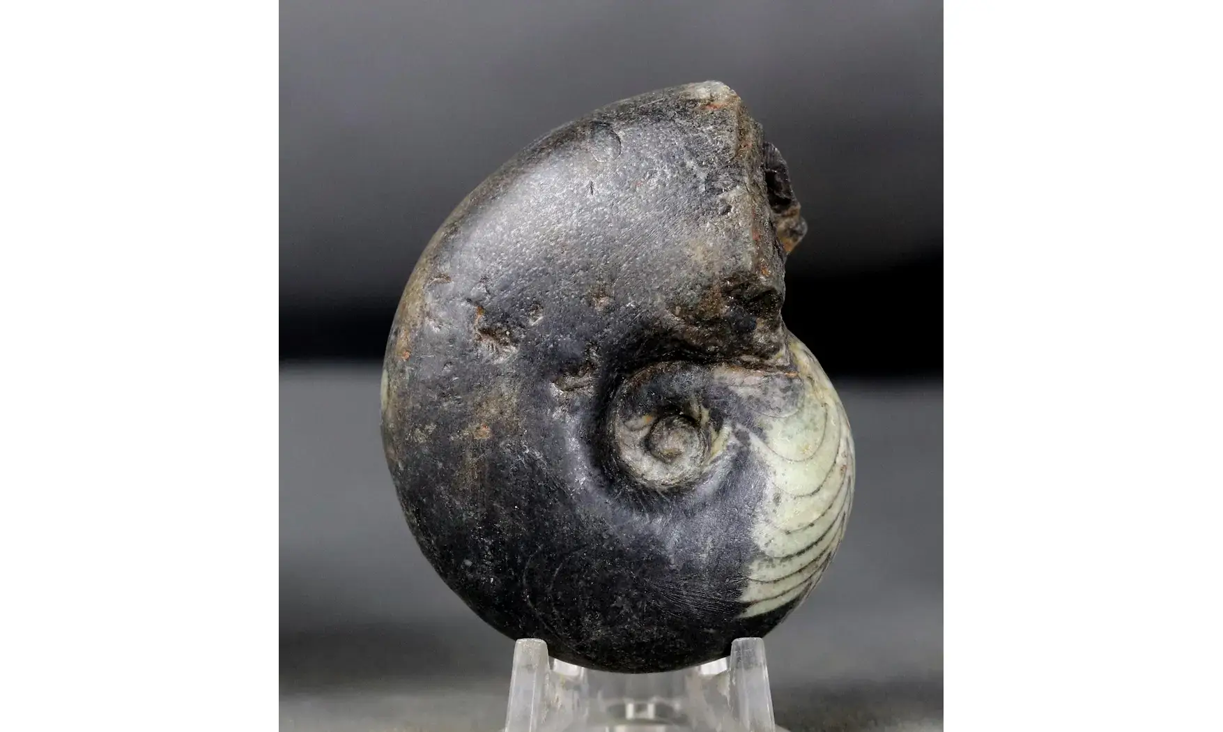 Manticoceras sinuosum