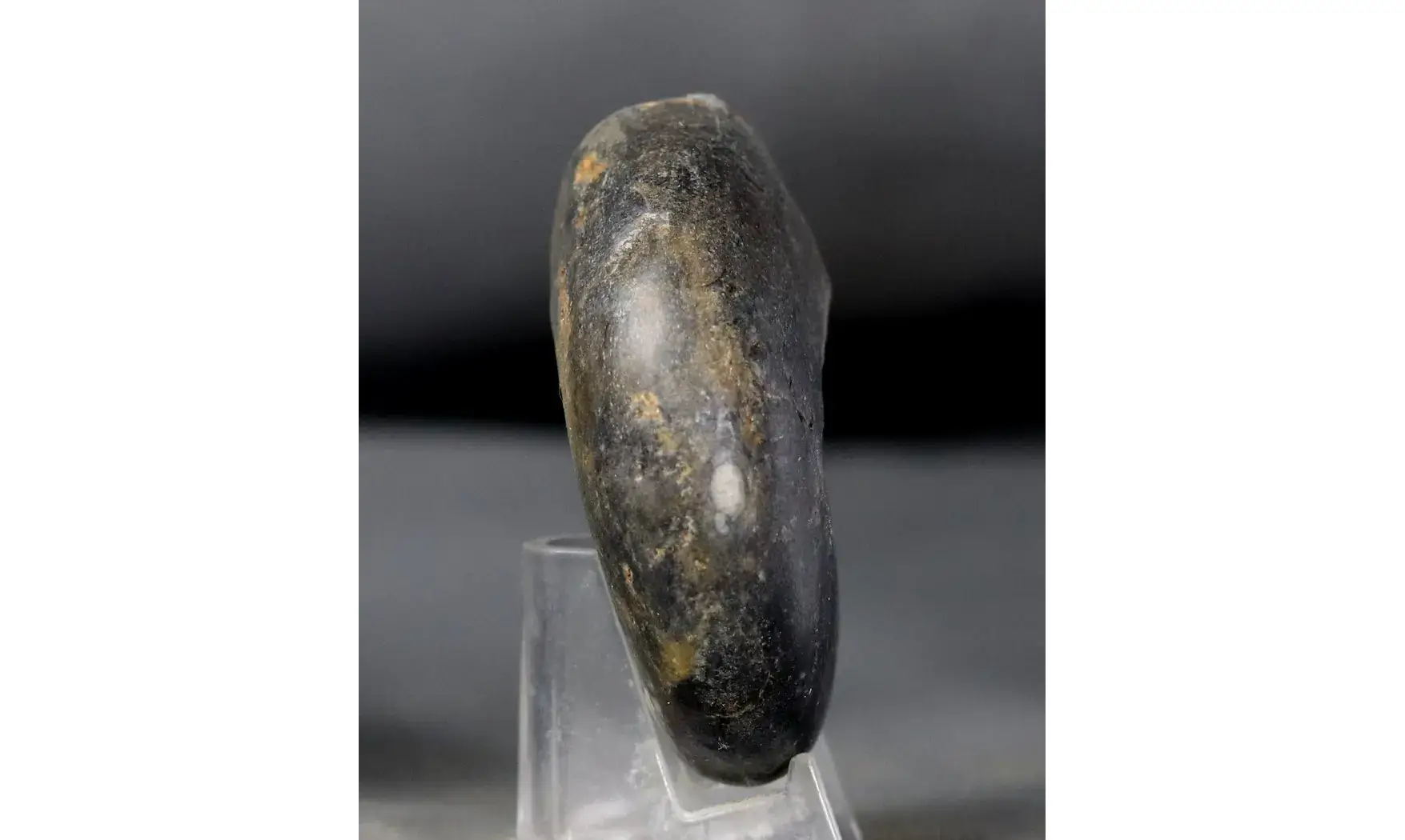 Manticoceras sinuosum